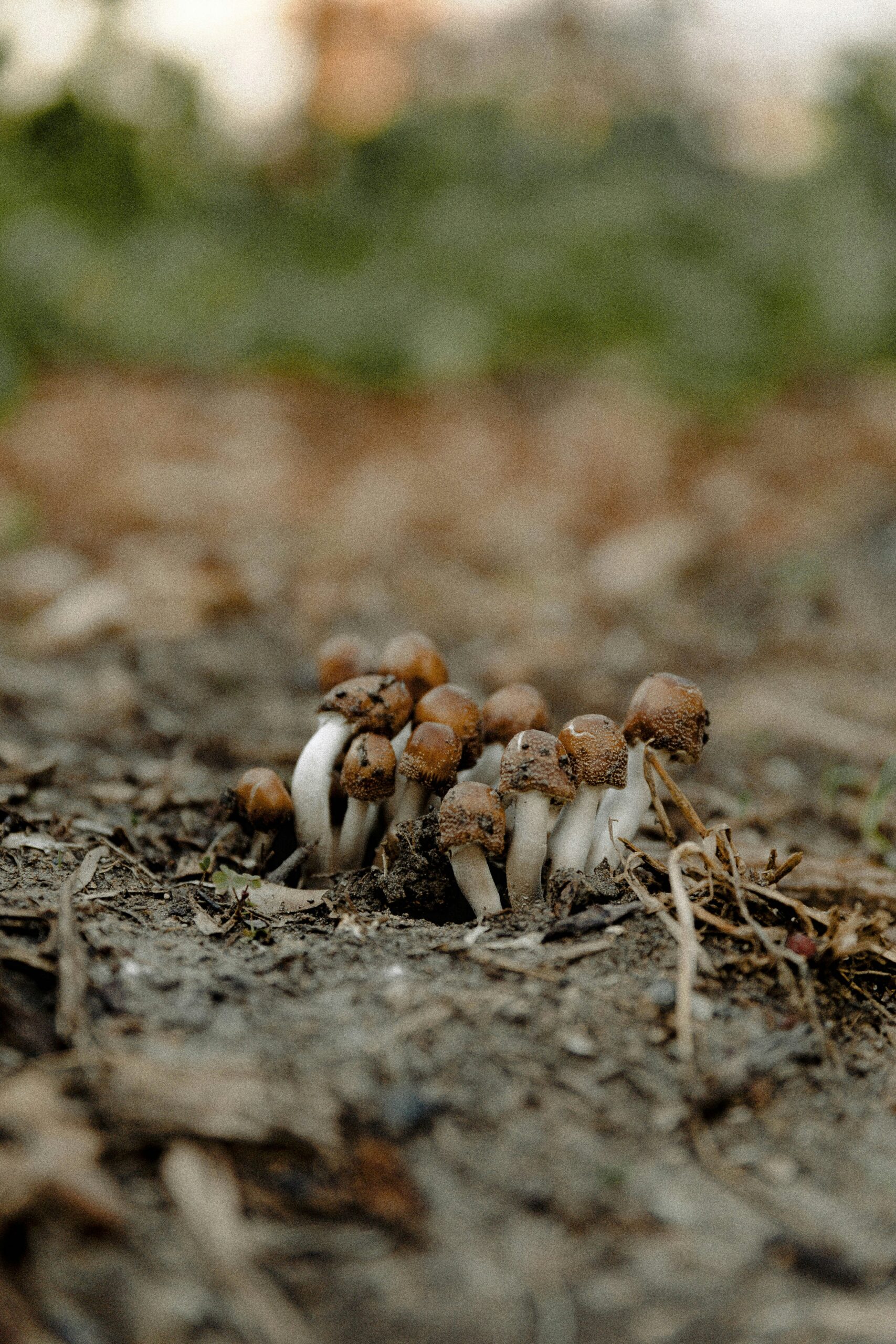 mushrooms, what is microdosing